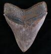 Sharply Serrated Megalodon Tooth #6984-2